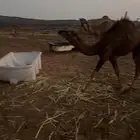 قعود مشروع فحل للبيع