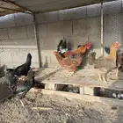 دجاج