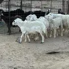 غنم حريات للبيع
