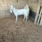 ماعز