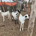 بيشي ذبايح تيوس بلدي