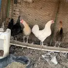 دجاج بلدي للاكل