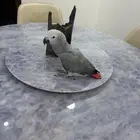 فرخ كاسكو اليف