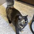 بسة