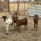 دهم للبيع.
