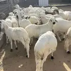 للبيع سواكن