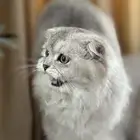 قطة سكوتش فولد لونغ هير للبيع