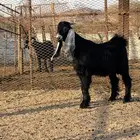 تيس عارضي صنف مشروع فحل