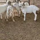 مهجنه