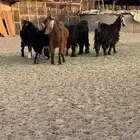 معزا مقنوى طيبه