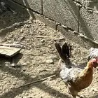 دجاج