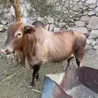 ثور فحل للبيع بلدي السنه رباع
