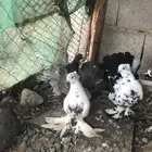 حمام لبيع