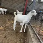 تيس بلدي على سوم