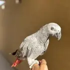 للبيع فرخ كاسكو مميز   عمره 11 شهر فقط