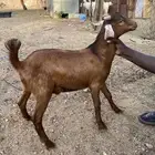لبيع 3 خرفان و3 تيوس