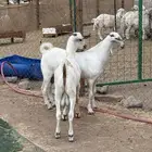 مشاريع كحل فواخر صنف الصنف