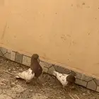 جوز باكستاني لاكا