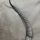 قرن غزال