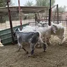 تيوس جذعان جبره طيبات المزاحمية غرب الرياض