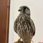 أعرضلكم شبوط