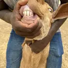 تيس فحل