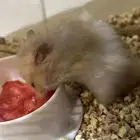 هامستر الانثى روسيه و الذكر سوري البيع مستعجل