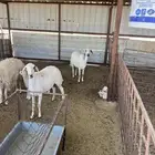 حريات متا بيع