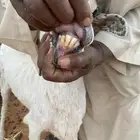 مطلوب فحل حري