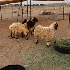 طليان هرافي للبيع