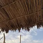جريد نخل مطوي ( عسبان نخل ) متوفر كميات