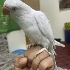دره البينو