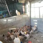 دجاج بلدي للبيع