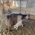 عنز والد معها توم