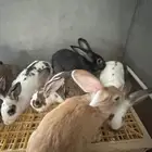 امهات ارانب للبيع