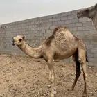 بعير لباني