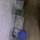 سلام عليكم قفص البادجي