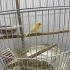 ( مطلوب ) انثى كناري