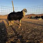 فحل نجدي مششروط