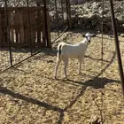 الشميسي. ريف الخواجات