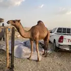 للبيع بكره ساحليه حمرا حقه منوه القناي