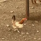 دجاج بلدي للبيع