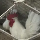 ديك جنبيز للبيع او البدل بدجاج