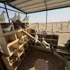 مخيم مجهز كامل