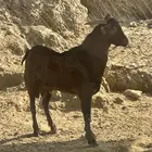 تيس فحل للبيع