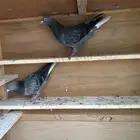 حمام قلاب قطيفي