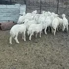 بهم طيب فيه الخال وفيه طليان واكثر الخال