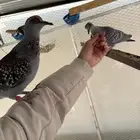 حمام افريقي