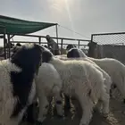 طليان هرافي للبيع