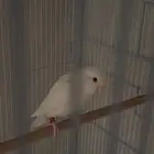 طير روز ذكر